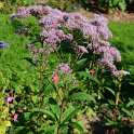Eutrochium =Eupatorium maculatum 'Gateway'